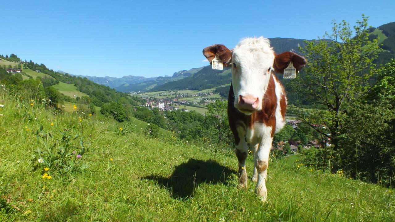 Franbichl Appartement Brixen im Thale Buitenkant foto